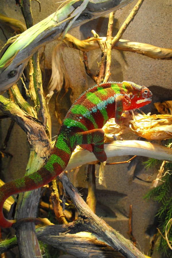 image-682343-Chameleon3.JPG